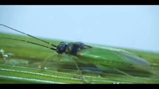 Friend of the rice farmer Cyrtorhinus lividipennis plant bug [upl. by Heigl]