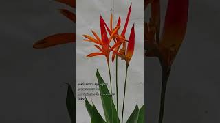 heliconia [upl. by Monte]