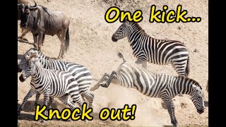 Zebra knocks out wildebeest with a single kick [upl. by Reseda]