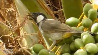 البلبل ابيض الخدين  WhiteCheeked Bulbul [upl. by Aubine]