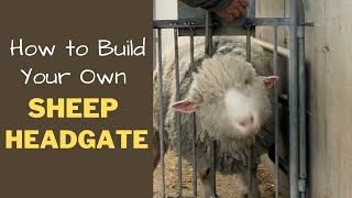 How to Build Your Own Sheep Headgate [upl. by Eedebez]