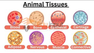 Animal tissuesBasic Explanation Types of Tissues [upl. by Baker]