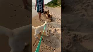 Dog Beach pt 2  Muskegon MI 72124 [upl. by Etteyniv]