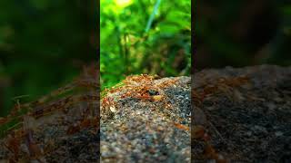 🦂🐜 How ants decompose a scorpion shorts animalbehavior wildlife macroworld foodcircle micro [upl. by Sailesh]