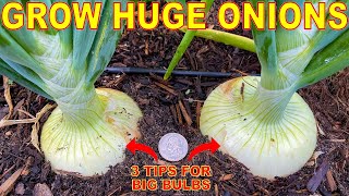 Your Onions Will LOVE You For This 3 Tips To Grow GIANT Onion Bulbs [upl. by Robbyn]