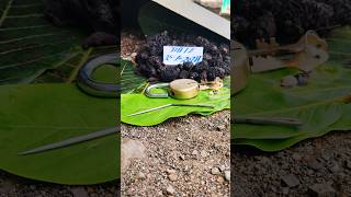 blackturmeric Kalihaldi karuppumanjal Karumanjal Nallapasupu blueturmeric plant 9325837843 [upl. by Giffy]