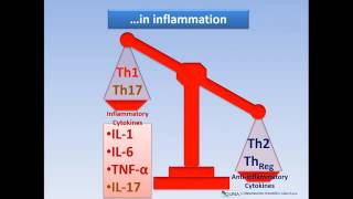 Inflammatory Diseases Immune System and Th1Th2 Balance [upl. by Iv960]