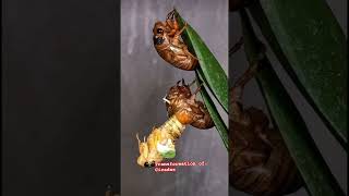 Transformation of Cicadas the brood X cicadas are coming out in full forceshorts food viralvideo [upl. by Tnomyar]