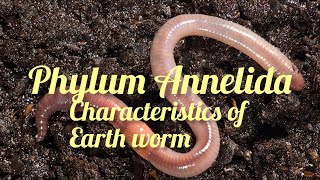 Phylum Annelida General characteristics animal kingdom class 11 biology [upl. by Dudley]