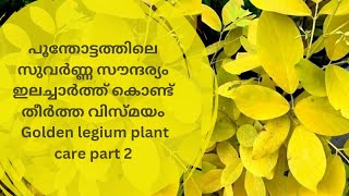 Golden Desmodium plant caregolden legume plantKarada plantKaha karada plant PART ll [upl. by Gilly126]