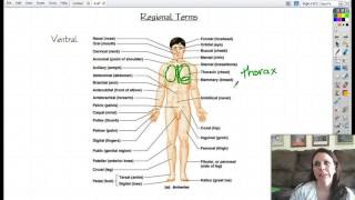 Anatomy 16 Regional terms [upl. by Hewett660]