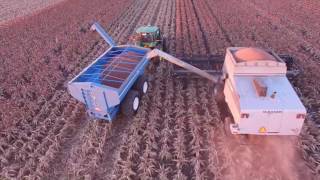 Walton Farming  Dalby  Sorghum Harvest 17 [upl. by Elleined]