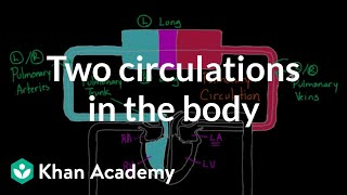 Two Circulations in the Body  Circulatory system physiology  NCLEXRN  Khan Academy [upl. by Purvis]