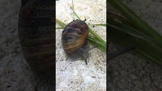 Animaux de la terre  l’escargot france nature limousin shortsyoutube snails [upl. by Almeida]