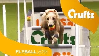 Flyball  Team Quarter Finals  Crufts 2019 [upl. by Gnurt]