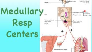 05T Respiratory Control of Ventilation [upl. by Lyssa164]