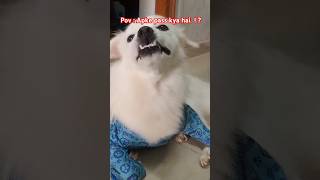 Aapke pass kya he ⁉️ doglover dogshorts funny comedy shorts cute dog chucklewithcoco [upl. by Filippo]