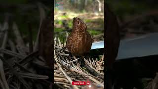 MOREL MUSHROOM  Morchella Mushrooms [upl. by Millicent270]