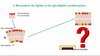 Biosynthèse des phospholipides des protéines membranaires et exportable part1 [upl. by Sherfield825]