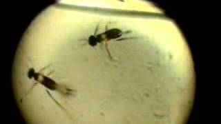 Under Microscope Swimming Parasitoid Prestwichia aquatica Under Water ENIGMA [upl. by Adnoek699]