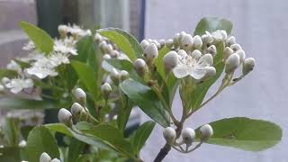 Cascade Pyracantha  Bonsai  🌳 [upl. by Nosittam]