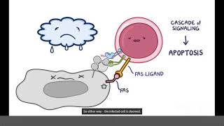 Inclusion Body Myopathy Causes Symptoms Diagnosis amp Treatment Pathology [upl. by Tabatha638]