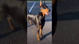 Doberman classic shorts ytshorts doberman [upl. by Giralda696]