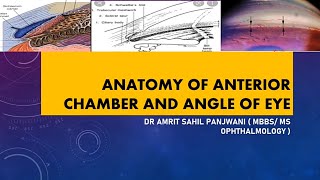 ANATOMY OF ANTERIOR CHAMBER AND ANGLE OF EYE [upl. by Doraj]