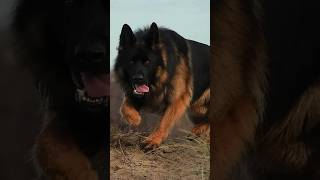 Top 10 Bravest dogs that will face even Wild Beast 😱🔥 shorts [upl. by Patrick964]