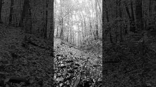 Small Footbridge Over a Ravine hikingadventures footbridge hiking leaves [upl. by Emoryt]