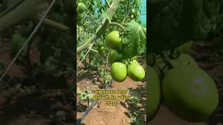 Tomato pruning tips garden garderningtips tomatoplants gardening garding gardining viralvideo [upl. by Idolem]