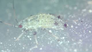 Aphid within Lasius claviger nest [upl. by Reggy]