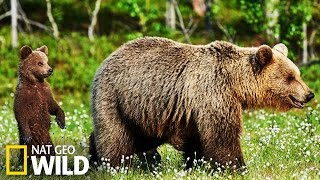 Les ours brun en Alaska [upl. by Inaej817]