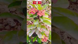 euphorbia milii plant careshorts ytviralshortyoutubeshortsViralChikahomegarden [upl. by Pooi]