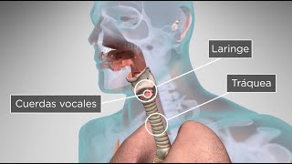 ¿Cómo el cuerpo humano produce la voz y el habla [upl. by Akeenahs247]