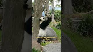 【Pandas World Travel】Pandas Wang Wang And Fu Ni Left Australia For China  iPanda [upl. by Pablo622]