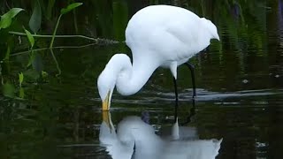 Great Egret Strides Through the Swamp [upl. by Tedd]