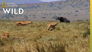 How a Lion Pride Hunts Prey  Cat Attacktics [upl. by Heim]