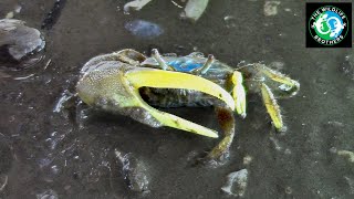 Why Do Fiddler Crabs Have Such Large Claws [upl. by Derdle]