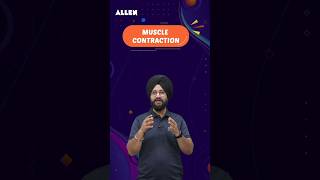 What is Muscle Contraction and how it works  Important for NEET 2024  ALLENNEET shorts [upl. by Kauppi]