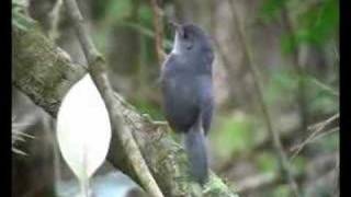 Brasilia Tapaculo  Scytalopus novacapitalis [upl. by Ebbie846]