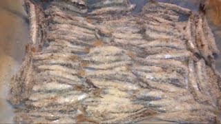 Receta boquerones NO FRITO [upl. by Christmann581]