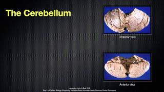 068 The Anatomy and Function of the Cerebellum [upl. by Aziaf153]