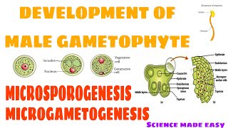 DEVELOPMENT OF MALE GAMETOPHYTE  MICROSPOROGENESIS  MICROGAMETOGENESIS  SCIENCE MADE EASY [upl. by Dowdell]