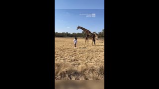 Watch Giraffe Lets Woman Know She Got Too Close [upl. by Annaoy518]