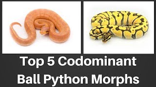 Top 5 Codominant Ball Python Morphs of 2018  Benjamins Exotics [upl. by Ydnes]