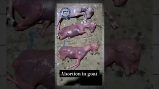 Abortion premature goat baby 😢 goat babygoats goatdelivery goattreatment goatfarming shorts [upl. by Akima]