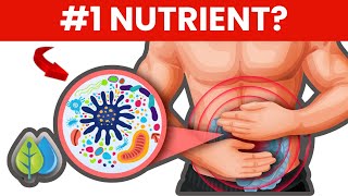 1 Nutrient To Improve Gut Health  Best Foods To Improve Your Gut Health [upl. by Raffaj]