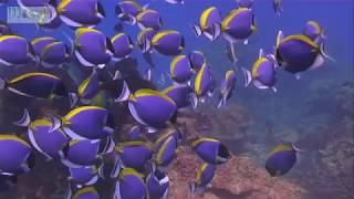 Butterflyfish and Blue Surgeonfish Paracanthurus Amazing Nature Marine Life [upl. by Joshi622]