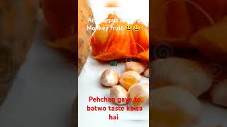 badhar Artocarpus lacuchatasteofindia botanywithyoutubeplantlover ytshorts trendnatyrelover [upl. by Azil577]